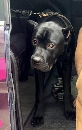 Bane, a black Cane Corso mix, standing in a vehicle