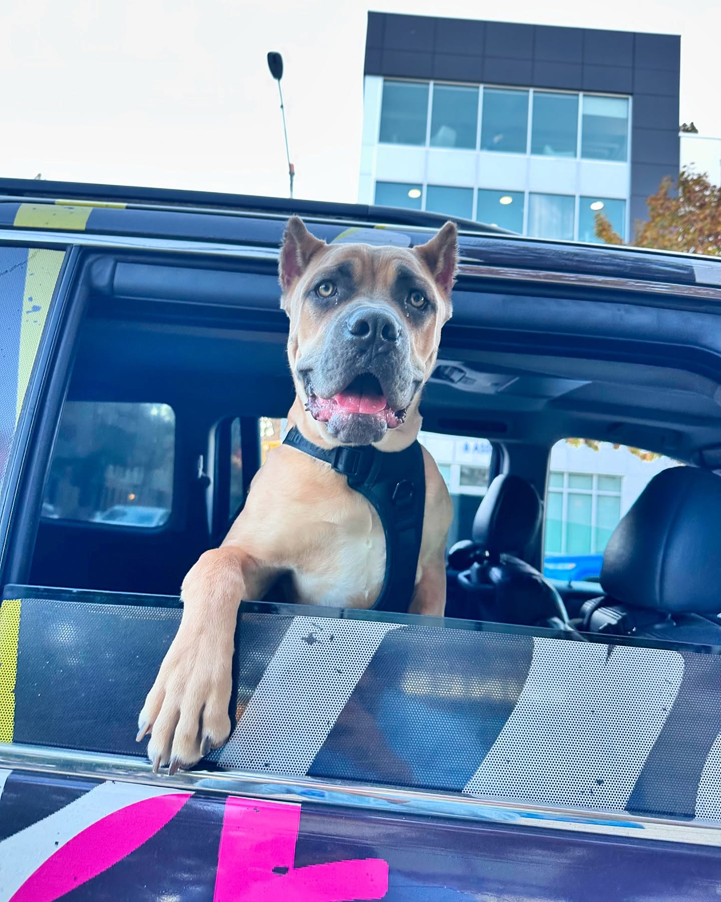 Close-up of Harley, a fawn Cane Corso mix, hanging out of a car window