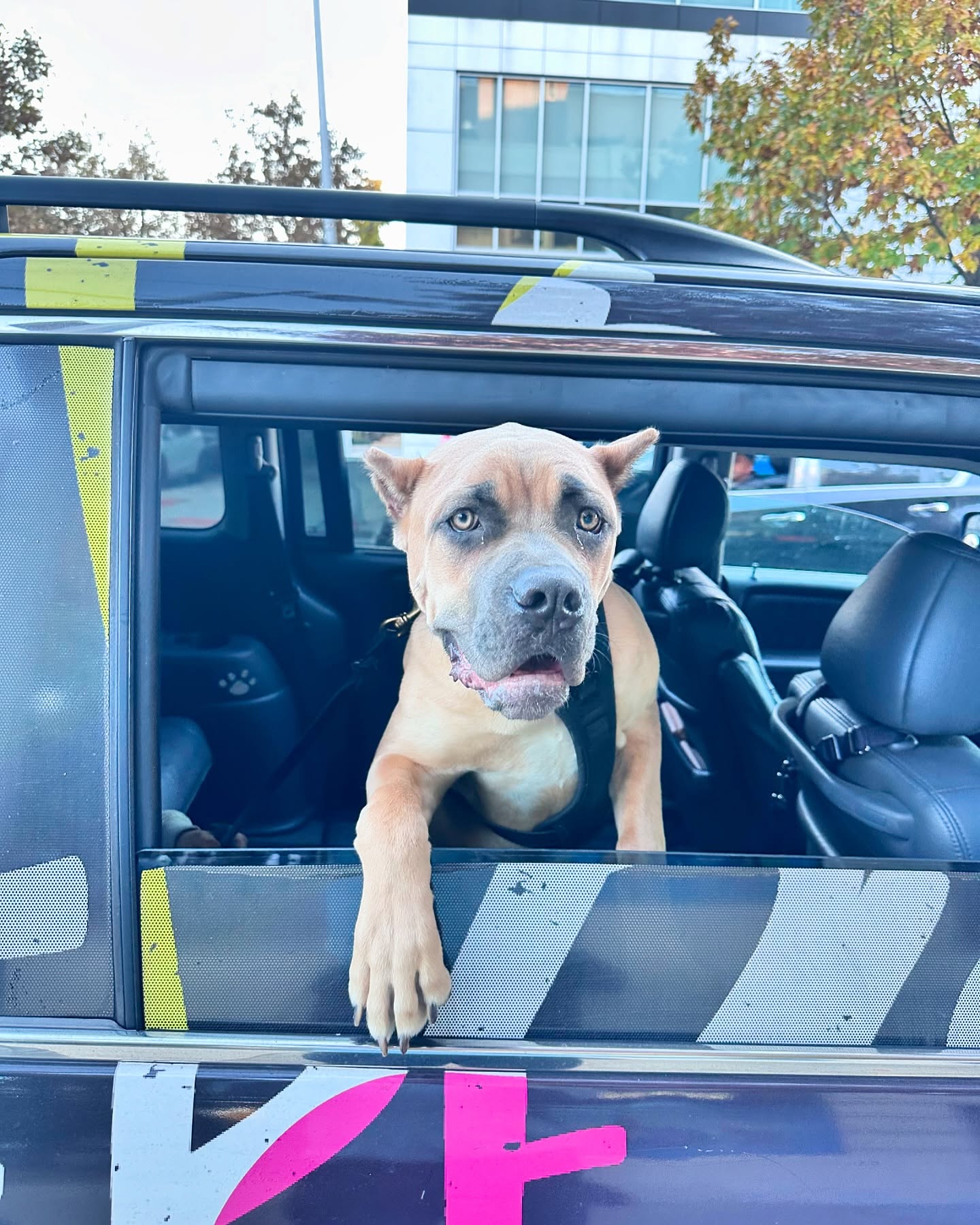 Harley, a fawn Cane Corso mix, looking straight ahead from a car window