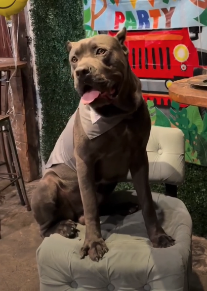 Kane, a dark gray Cane Corso mix, seated at a party venue
