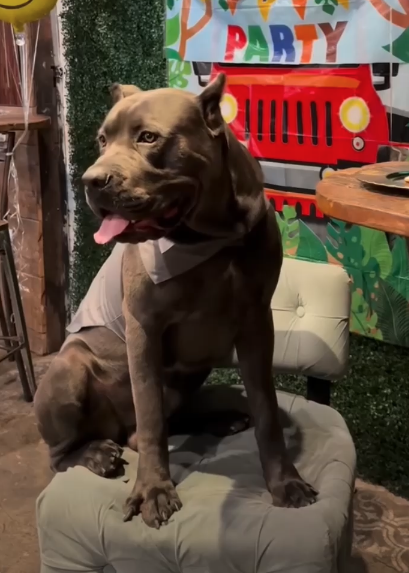 Kane, a dark gray Cane Corso mix, seated and looking to the right