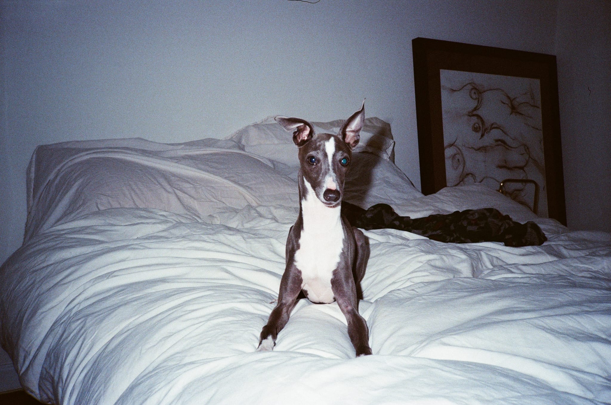 Neelu sitting alert on a white bed with ears perked, looking directly at the camera