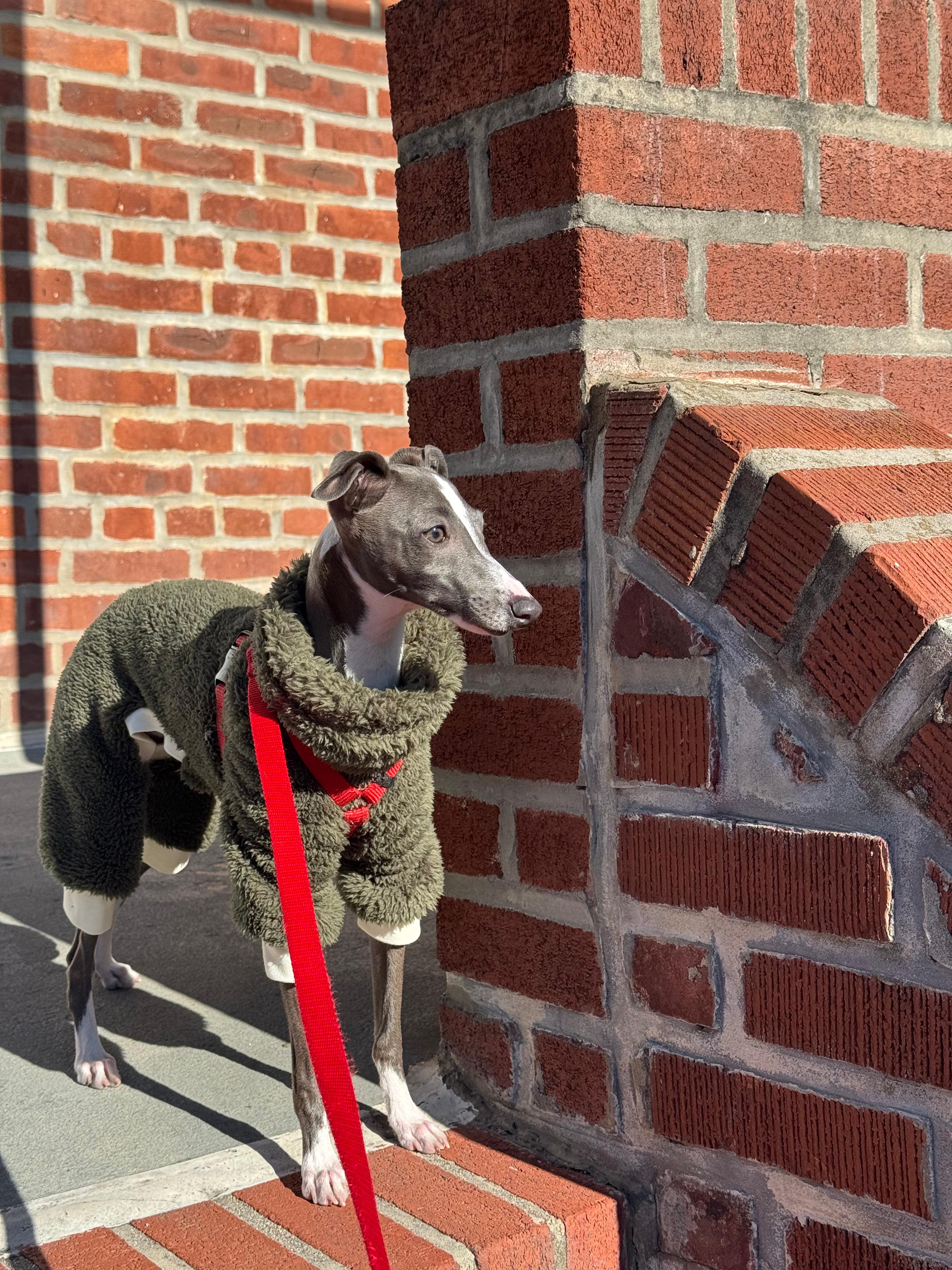 Neelu in an olive fleece jacket standing by a brick wall in the sunshine