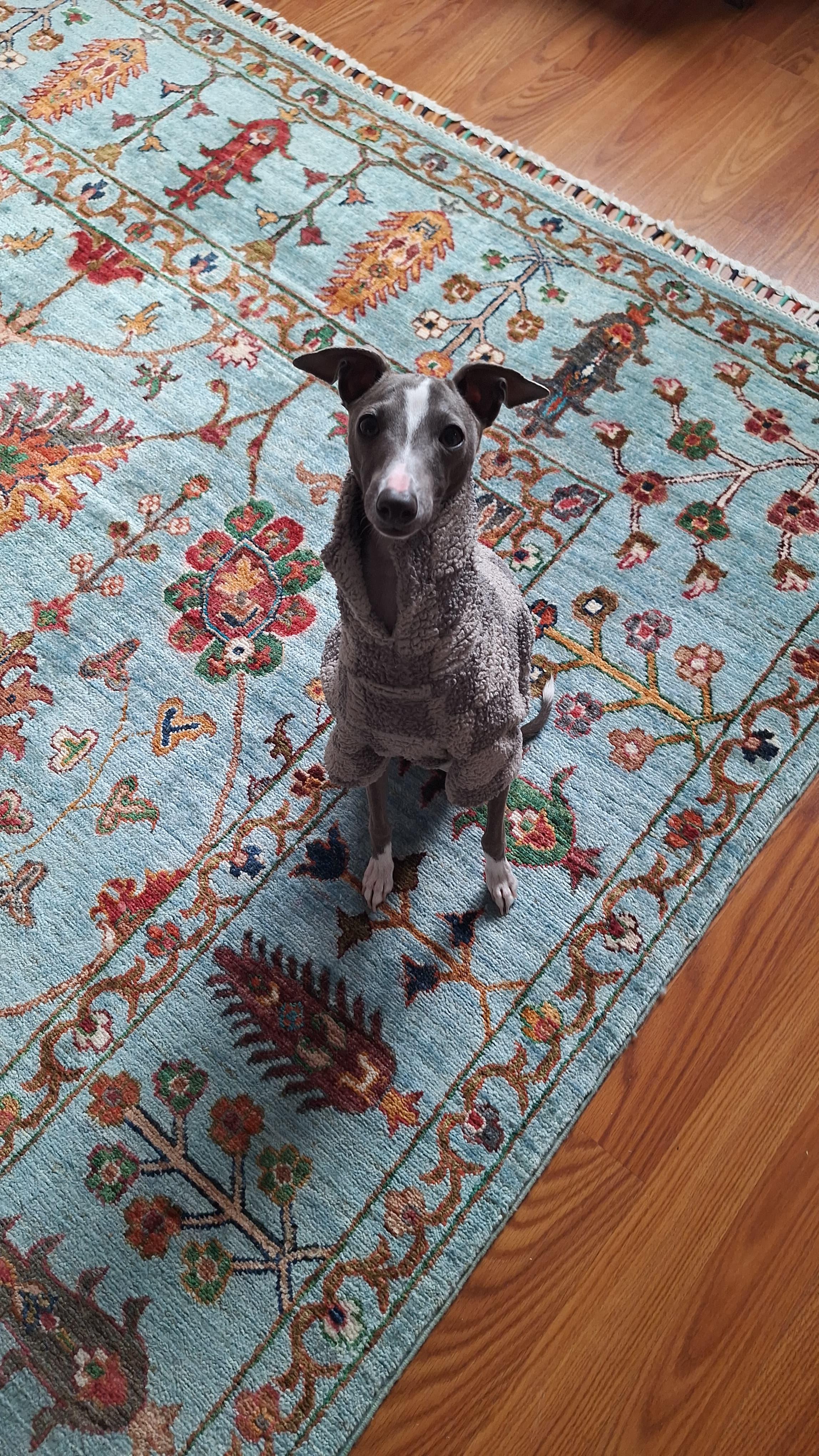 Neelu in a gray sweater sitting on a blue patterned rug, looking up at the camera