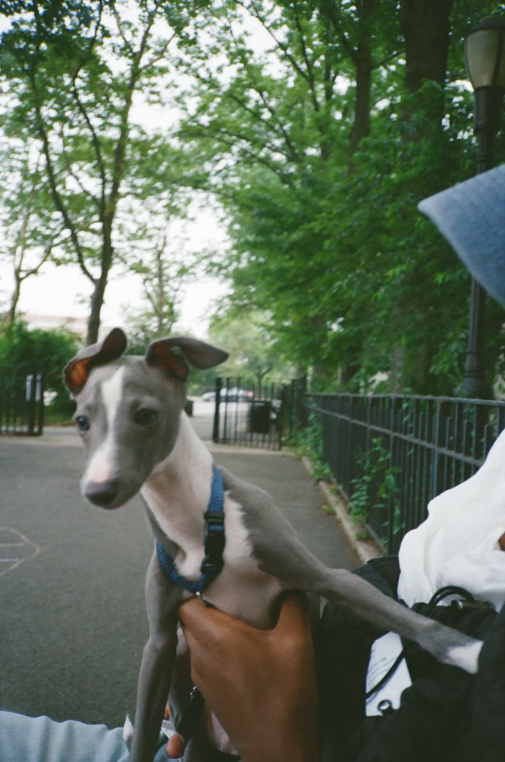 Neelu being held outdoors by his owner, wearing a blue collar and looking upward