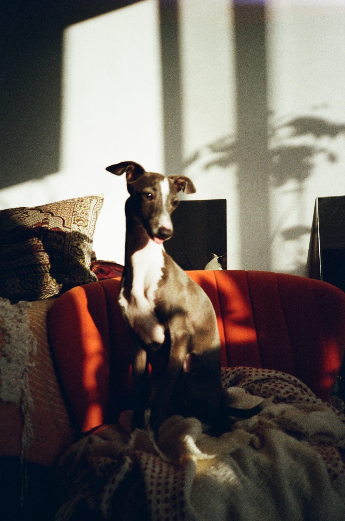 Neelu napping on a red chair bathed in warm afternoon sunlight and shadows