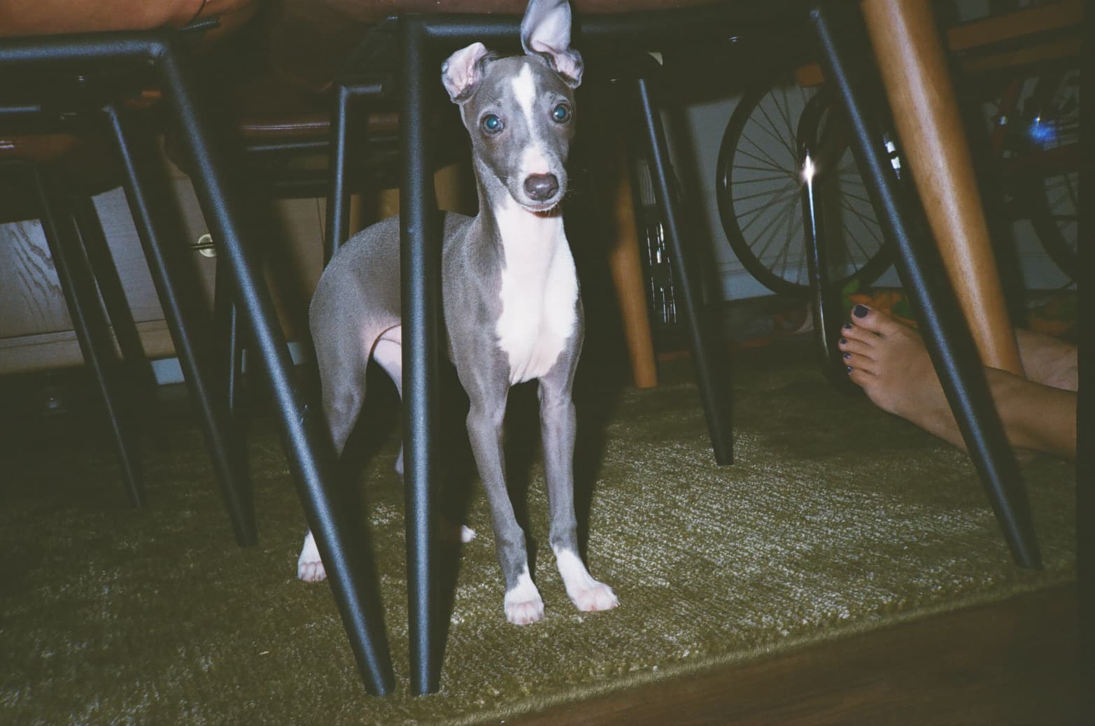 Neelu standing under a table, looking directly at the camera with his distinctive blue-gray coat